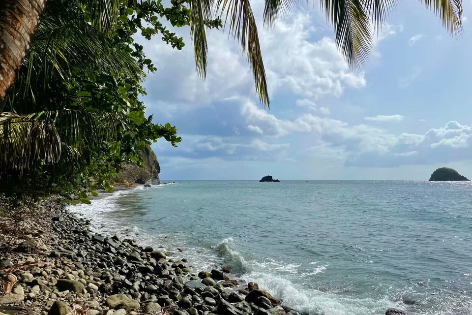 Plage de galets et de rochers bordée de palmiers, en Martinique